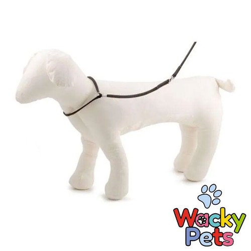 Dog show lead ancol - dog, cord