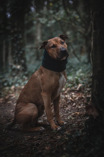 Dog snood medium cocker - dog,
