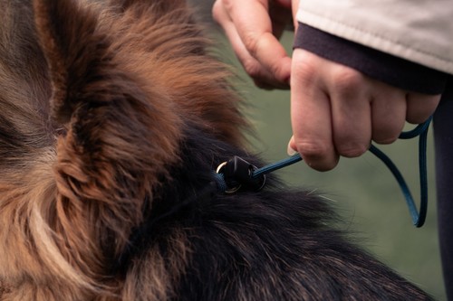 Slip collar paracord dog - collar,